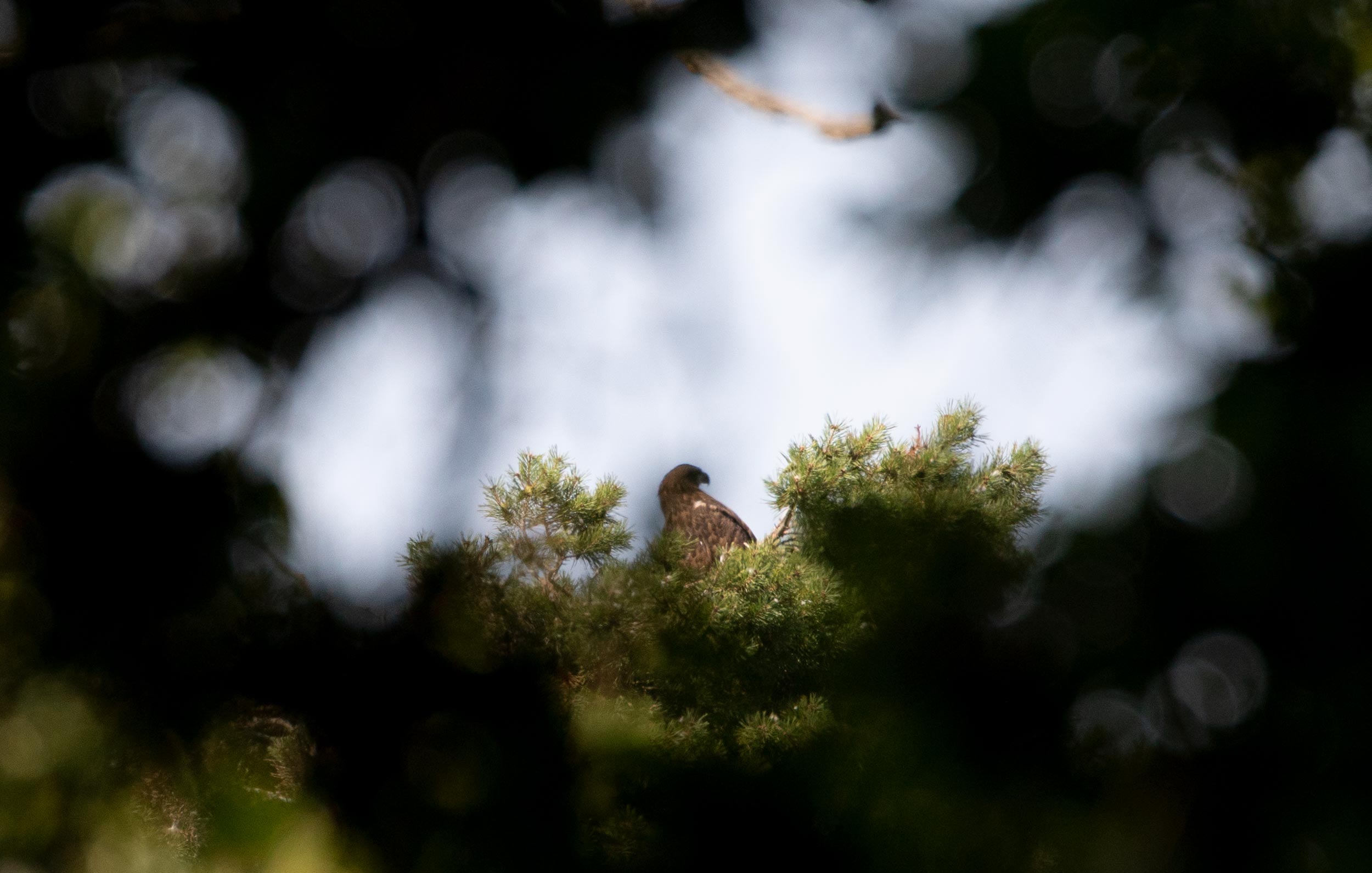 White-tailed Eagle