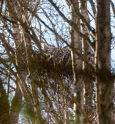 White-tailed Eagle