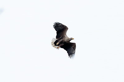 White-tailed Eagle