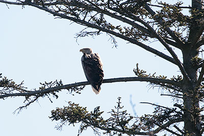 White-tailed Eagle