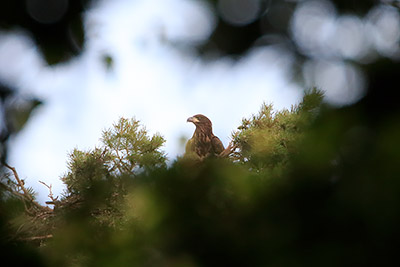 White-tailed Eagle