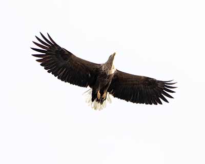 White-tailed Eagle