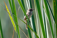 White-throated Flycatcher