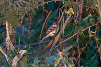 White-throated Flycatcher
