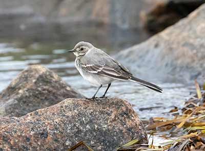 White Wagtail