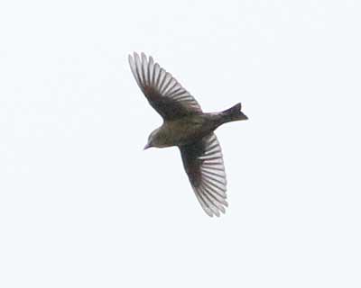 White-winged Crossbill