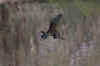 White-faced Ibis