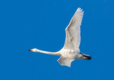 Whooper Swan