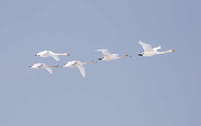 Whooper Swan