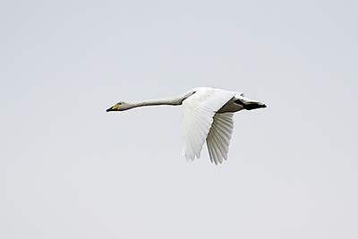 Whooper Swan