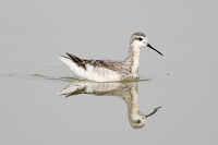 Wilson's Phalarope