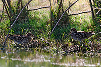 Wilson's Snipe