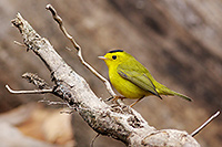 Wilson's Warbler