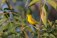 Wilson's Warbler