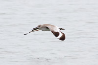 Willet