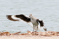 Willet