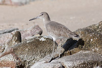 Willet