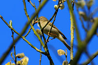 Willow Warbler