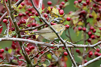 Willow Warbler