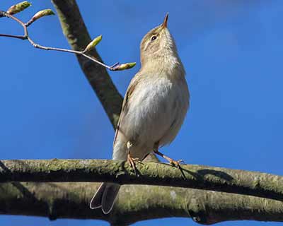 Willow Warbler
