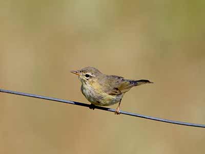 Willow Warbler
