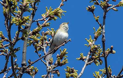 Willow Warbler