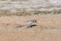 Wilson's Plover
