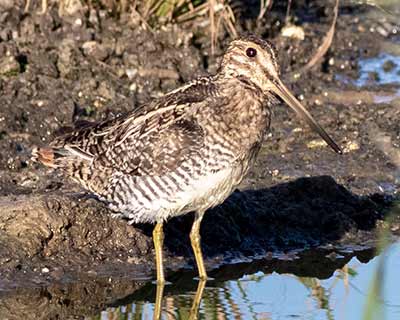 Wilson's Snipe