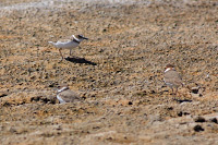 Wilson's Plover