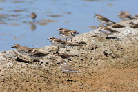 Wilson's Plover