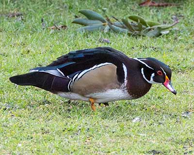 Wood Duck
