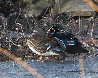 Wood Duck