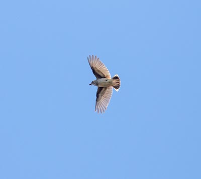 Wood Lark