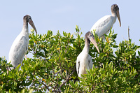 Wood Stork