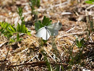 Wood White