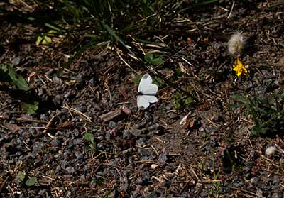 Wood White