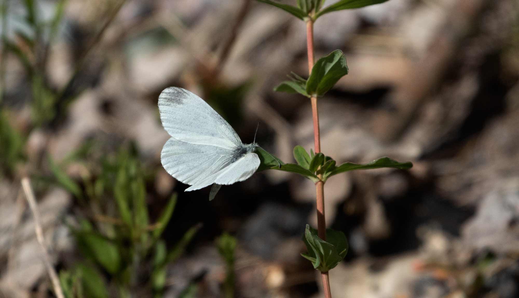 Wood White