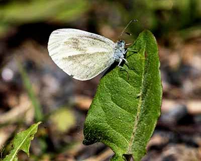 Wood White