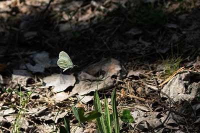 Wood White
