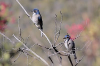 Woodhouse's Scrub-Jay