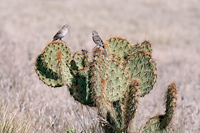 Worthen's Sparrow
