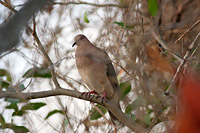 White-tipped Dove