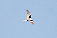 White-tailed Kite