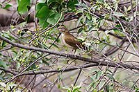 White-throated Thrush