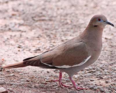 White-winged Dove