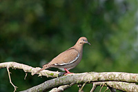 White-winged Dove