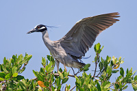 Yellow-crowned Night Heron
