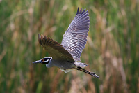 Yellow-crowned Night Heron