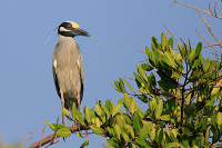 Yellow-crowned Night Heron