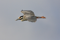 Yellow-crowned Night Heron